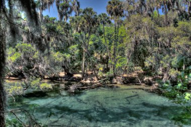 Orlando, Florida yakınlarındaki Blue Springs Eyalet Parkı manzarası