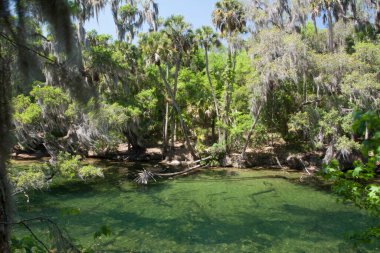 Orlando, Florida yakınlarındaki Blue Springs Eyalet Parkı manzarası