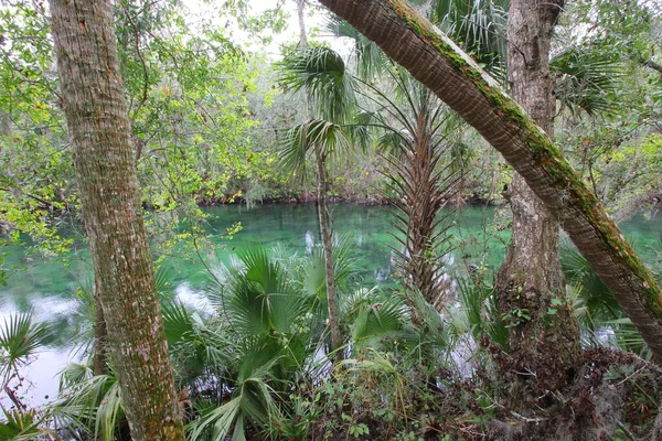 Vistas Blue Springs State Park Perto Orlando Flórida — Fotografia de Stock