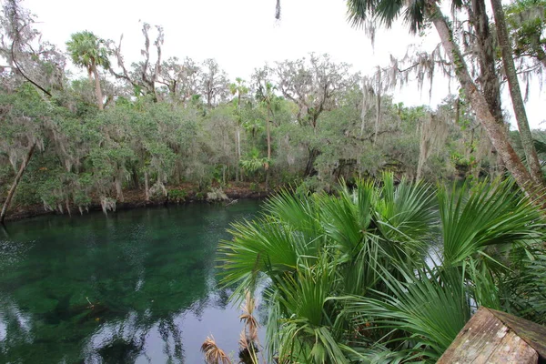 Views Blue Springs State Park Orlando Florida — Stock Photo, Image