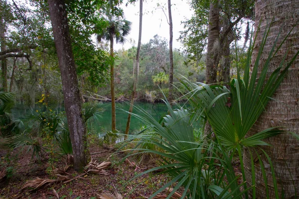 Utsikt Över Blue Springs State Park Nära Orlando Florida — Stockfoto