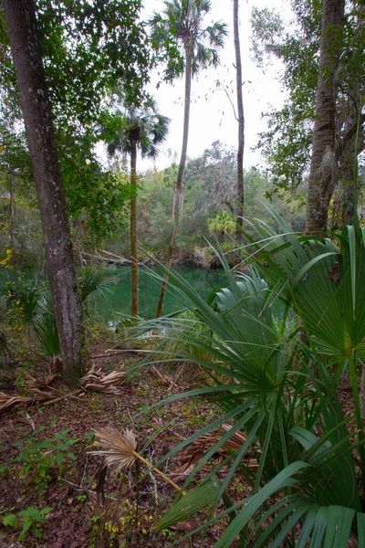 Vistas Del Parque Estatal Blue Springs Cerca Orlando Florida —  Fotos de Stock