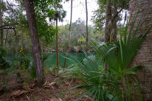 Orlando Florida Yakınlarındaki Blue Springs Eyalet Parkı Manzarası — Stok fotoğraf