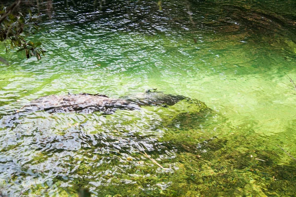 Вид Парк Blue Springs State Park Рядом Орландо Флорида — стоковое фото