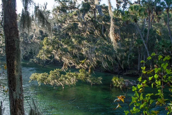 Vistas Del Parque Estatal Blue Springs Cerca Orlando Florida — Foto de Stock