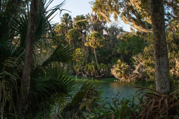 Orlando Florida Yakınlarındaki Blue Springs Eyalet Parkı Manzarası — Stok fotoğraf