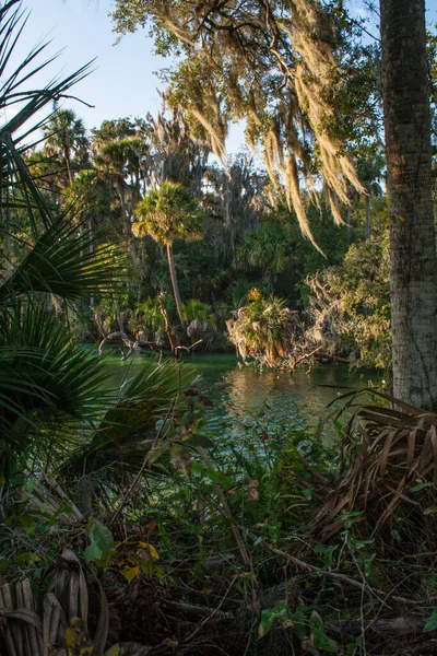 Views Blue Springs State Park Orlando Florida — Stock Photo, Image