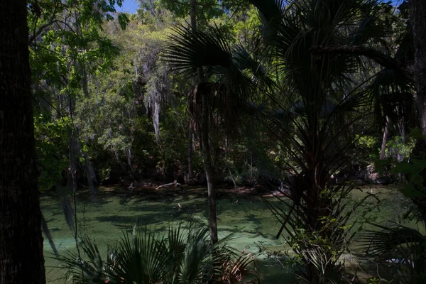 Vistas Del Parque Estatal Blue Springs Cerca Orlando Florida — Foto de Stock