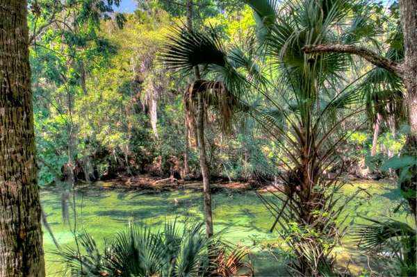 Vedute Blue Springs State Park Vicino Orlando Florida — Foto Stock