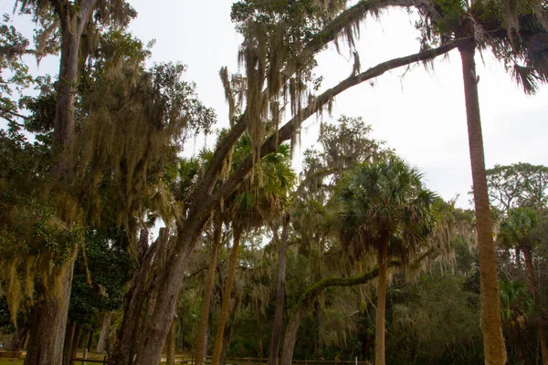 Florida Daki Bulow Çiftliği Nin Kalıntıları — Stok fotoğraf