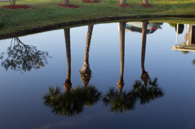 Florida 'da Bir Gölette Ağaç Yansımaları