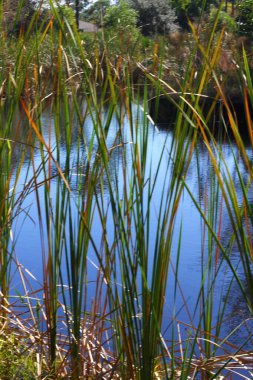 Kanat Çimenli Gölet, Florida
