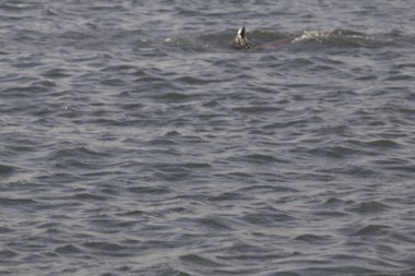 Indian River Lagoon, Florida manzarası