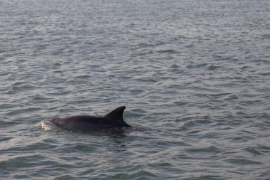 Indian River Lagoon, Florida manzarası