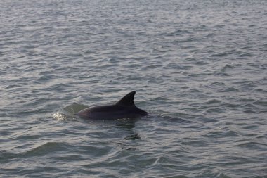 Indian River Lagoon, Florida manzarası