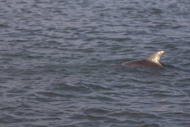 Indian River Lagoon, Florida manzarası