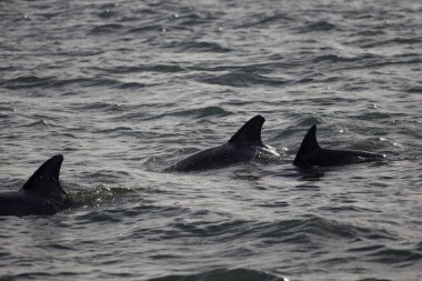Indian River Lagoon, Florida manzarası