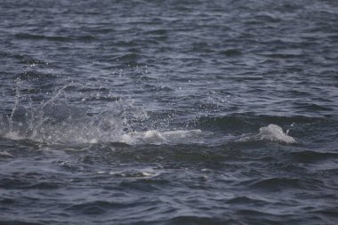 Indian River Lagoon, Florida manzarası