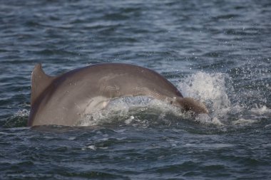 Indian River Lagoon, Florida manzarası