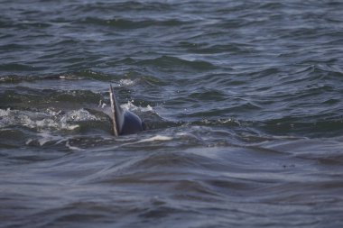 Indian River Lagoon, Florida manzarası
