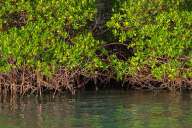 Indian River Lagoon, Florida manzarası
