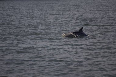 Indian River Lagoon, Florida manzarası