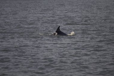 Indian River Lagoon, Florida manzarası