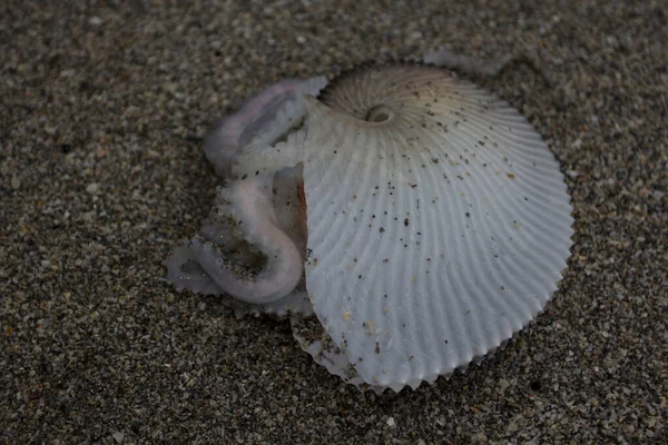 Sealife Coral Cove Park Tequesta Florida — Fotografia de Stock