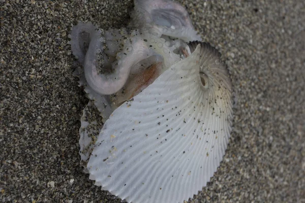 Sealife Coral Cove Park Tequesta Florida — Fotografia de Stock