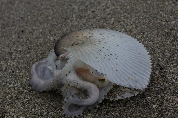 Sealife Coral Cove Park Tequesta Floride — Photo