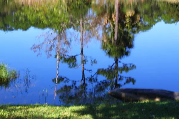 Refleksje Drzew Stawie Floryda — Zdjęcie stockowe