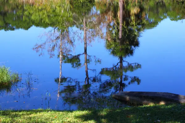 플로리다 나무에 — 스톡 사진