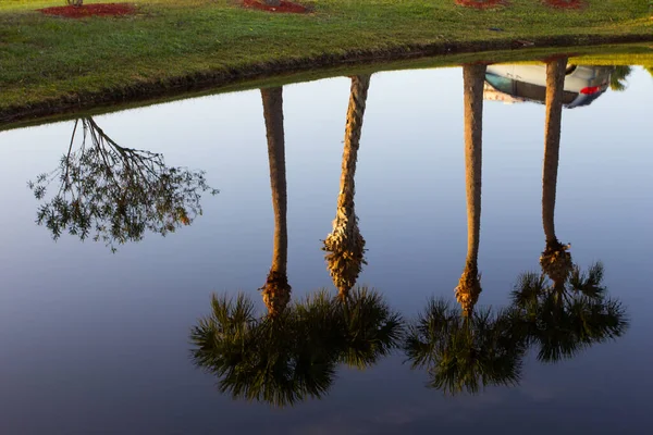 Reflexe Stromů Rybníku Floridě — Stock fotografie