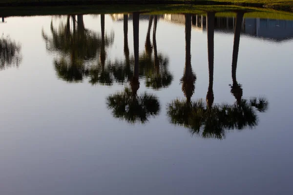 Baumreflexionen Einem Teich Florida — Stockfoto