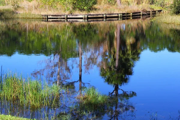 Refleksje Drzew Stawie Floryda — Zdjęcie stockowe