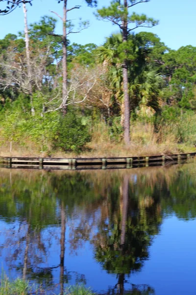 Reflexões Árvore Uma Lagoa Flórida — Fotografia de Stock