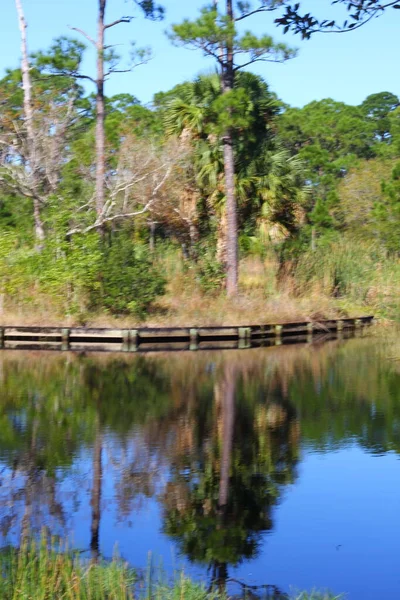 Reflexiones Árboles Estanque Florida —  Fotos de Stock