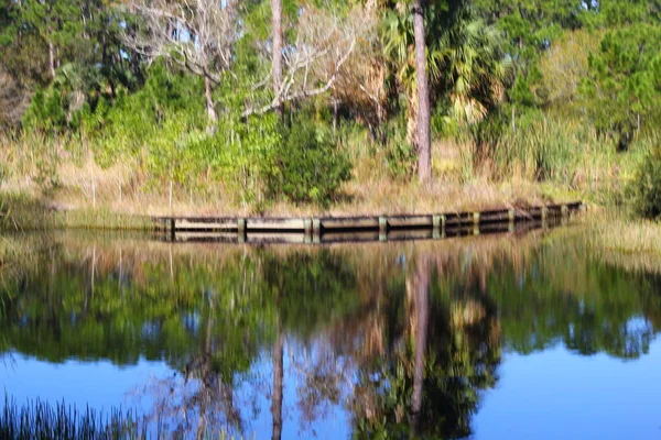 Reflexões Árvore Uma Lagoa Flórida — Fotografia de Stock