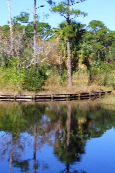 Réflexions Sur Arbre Dans Étang Floride — Photo