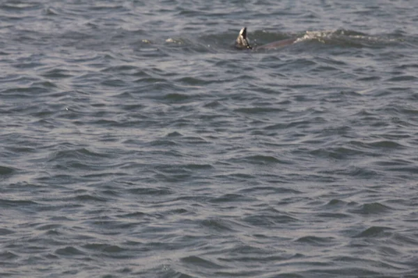 Indian River Lagoon, Florida manzarası