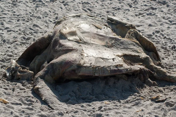 Cape Canaveral National Seashore Florida Stock Image