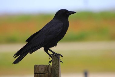 Kissimmee Prairie Eyalet Parkı, Florida