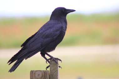 Kissimmee Prairie Eyalet Parkı, Florida