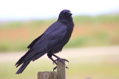 Kissimmee Prairie Eyalet Parkı, Florida