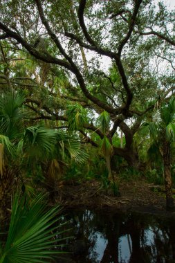 Kissimmee Prairie Eyalet Parkı, Florida