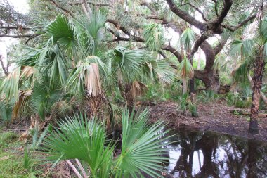 Kissimmee Prairie Eyalet Parkı, Florida