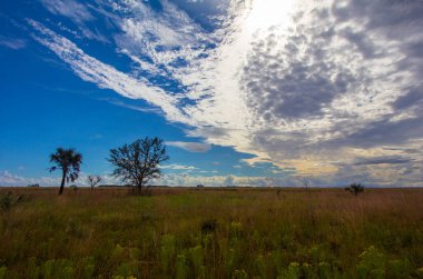 Kissimmee Prairie Eyalet Parkı, Florida