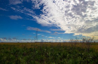 Kissimmee Prairie Eyalet Parkı, Florida