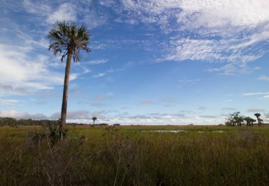 Kissimmee Prairie Eyalet Parkı, Florida