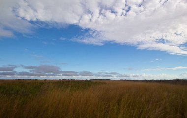 Kissimmee Prairie Eyalet Parkı, Florida